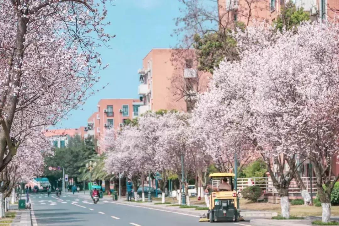 一头扎进春天里云南,美如仙境的西南民大