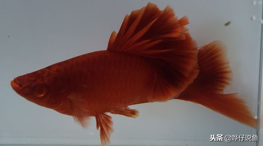 宠物鱼最大的鱼第一名,最新排名前十的宠物
