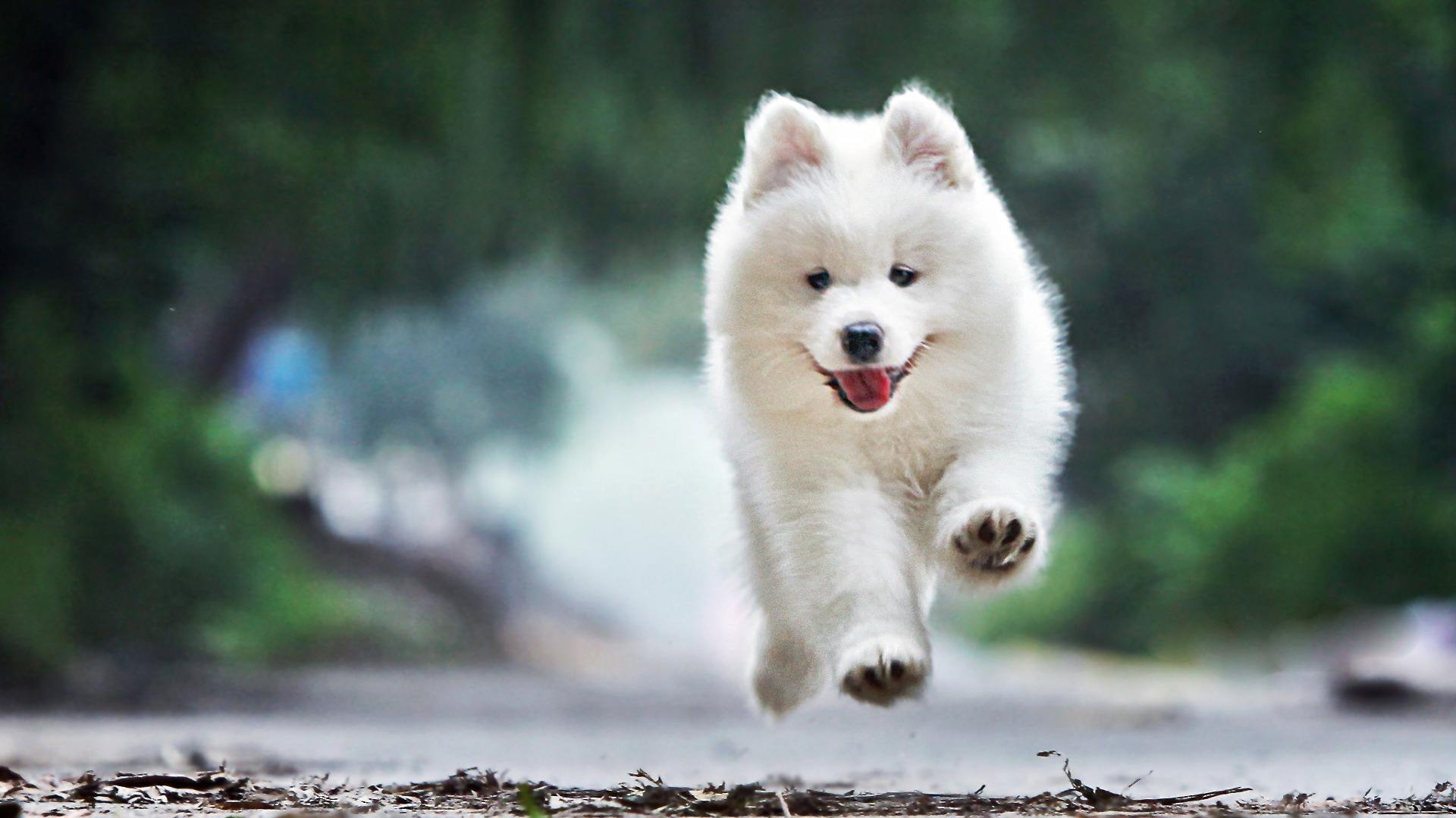 金毛的鼻头不黑了是怎么回事,金毛的鼻子不通气怎么办