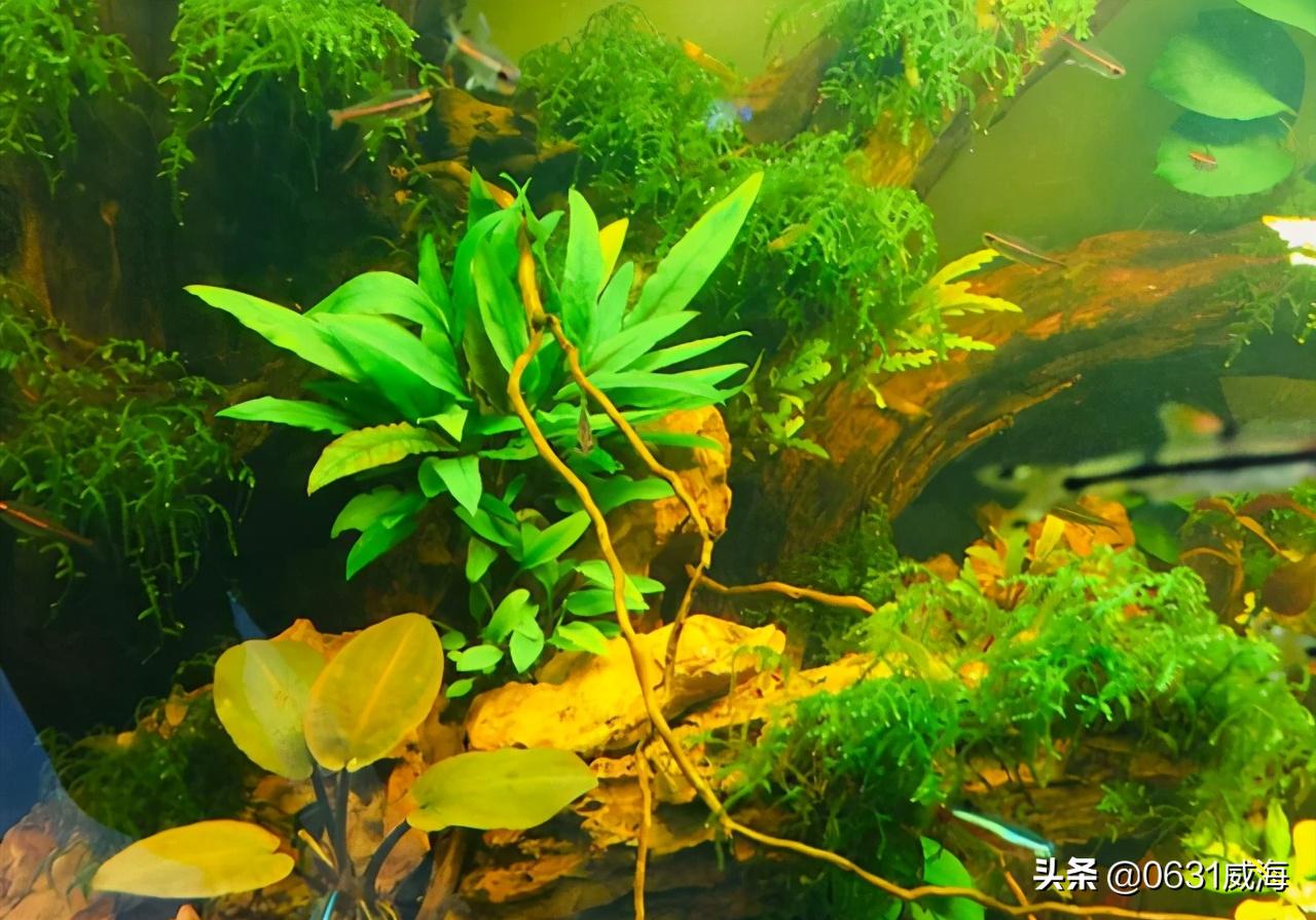 水草缸开缸水浑浊怎么办,水草缸水浑浊怎么变清