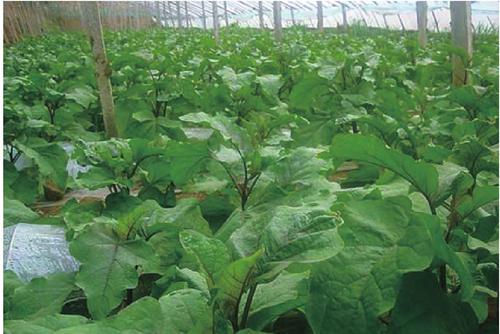 茄子苗发病用什么农药防治,茄子苗的病怎么治疗最好