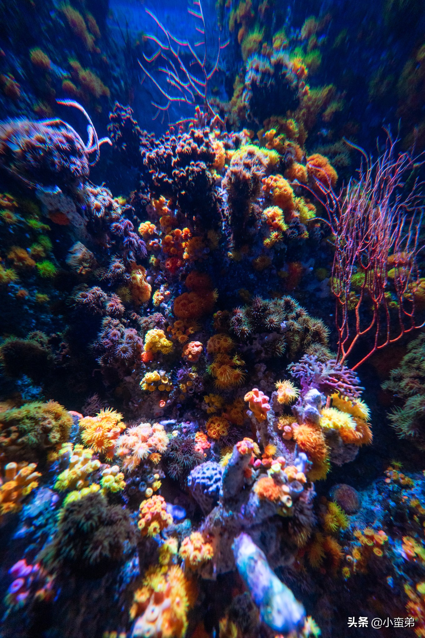 5年之许,小白逆袭重返新加坡