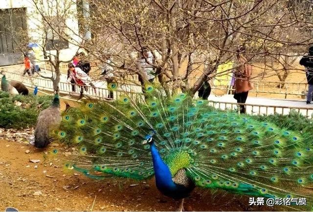 抚州迪士尼嘉年华,抚州童梦乐园门票