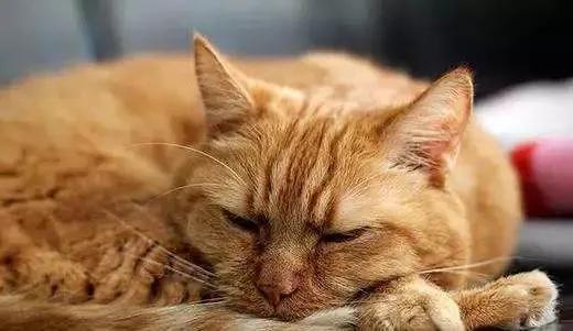 给猫咪绝育怎么不让猫咪记恨,给猫咪做绝育对猫有多残忍