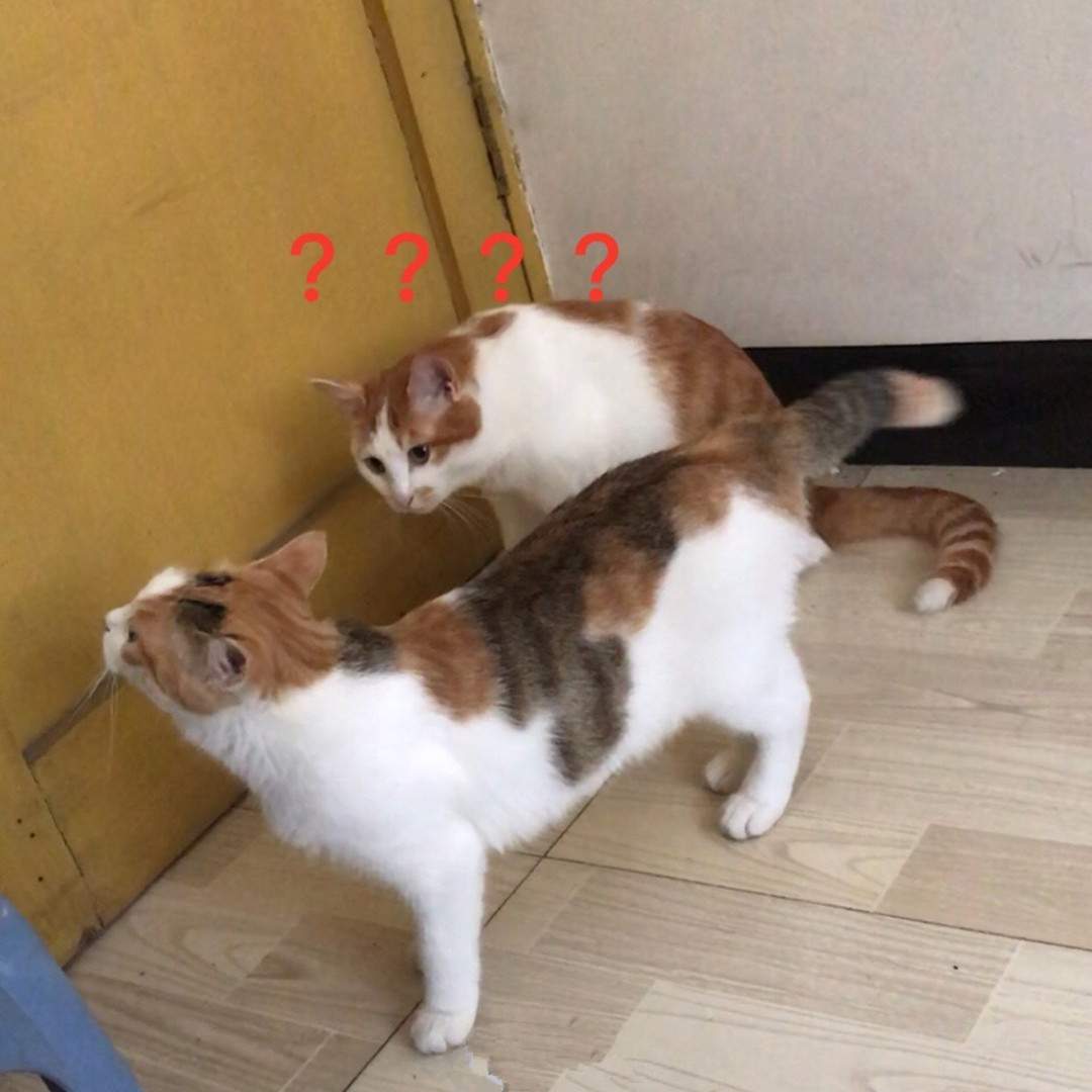 猫咪有个超有情商的铲屎官,猫咪智商测试果然豆丁智商最高