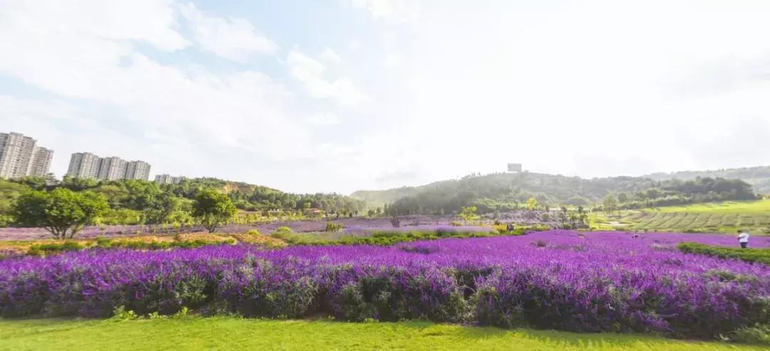 曲靖这31个景点你都去过了吗,曲靖千亩花海美景