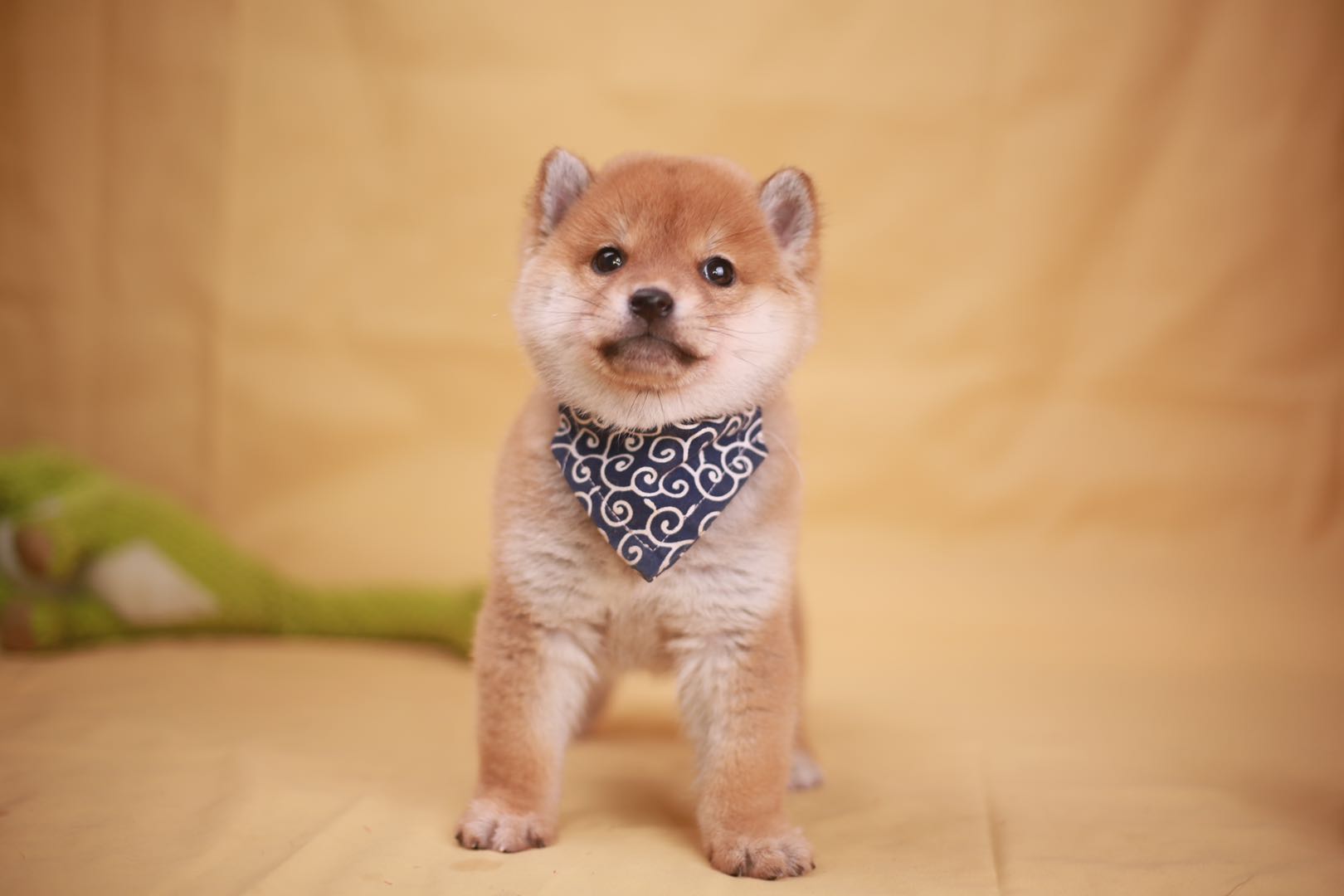 柴犬和秋田哪个是禁养,柴犬黄白不分明