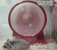 养仓鼠怎么给仓鼠洗澡,仓鼠浴室里仓鼠是怎么洗澡的