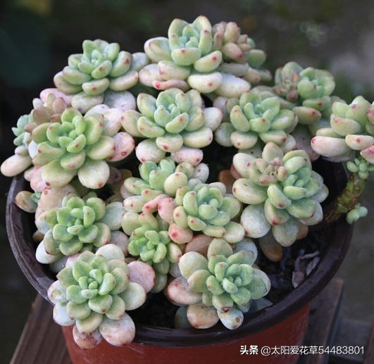 多肉劳尔开花会死吗,劳尔夏必死浴神为何能度夏