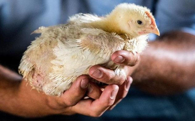 养鸡怎么防止应激反应,养鸡失败的原因和解决方法