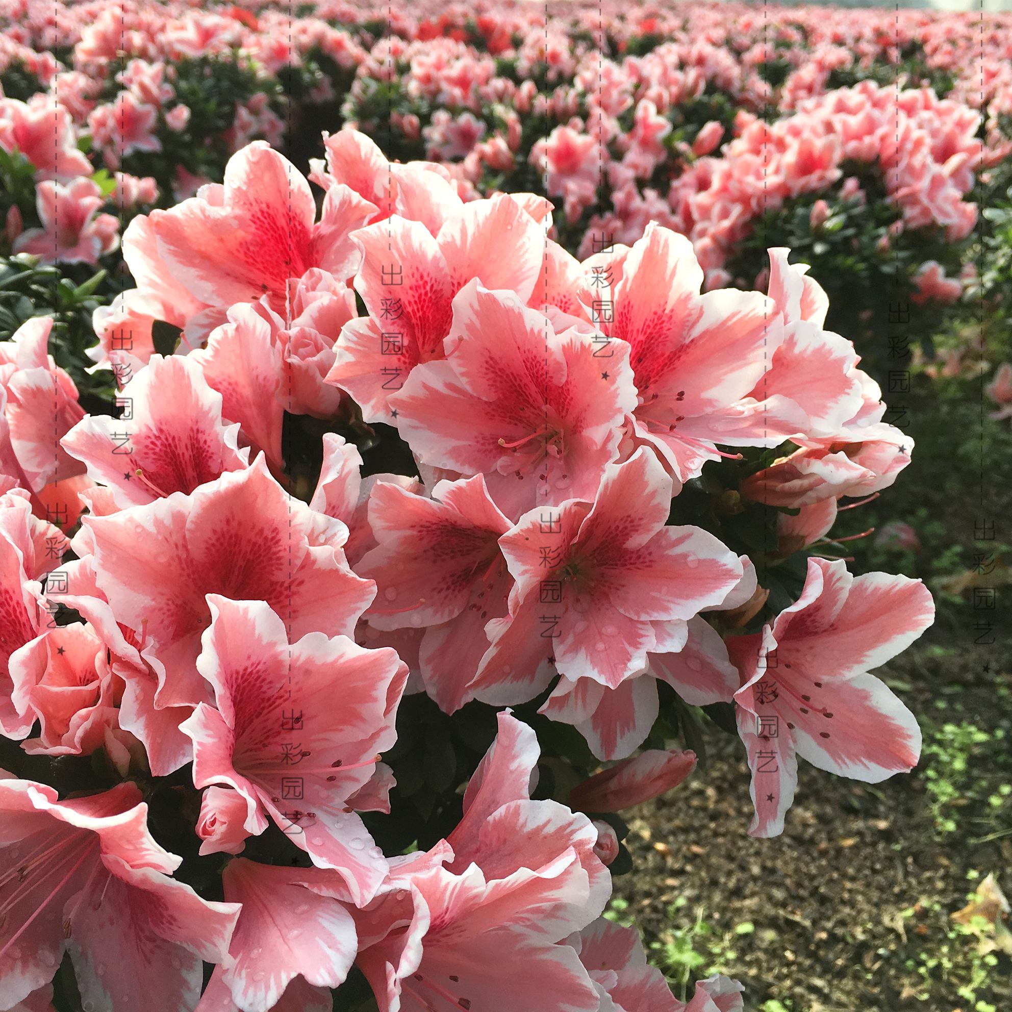 杜鹃花植物图片大全,最漂亮的杜鹃花品种有哪些