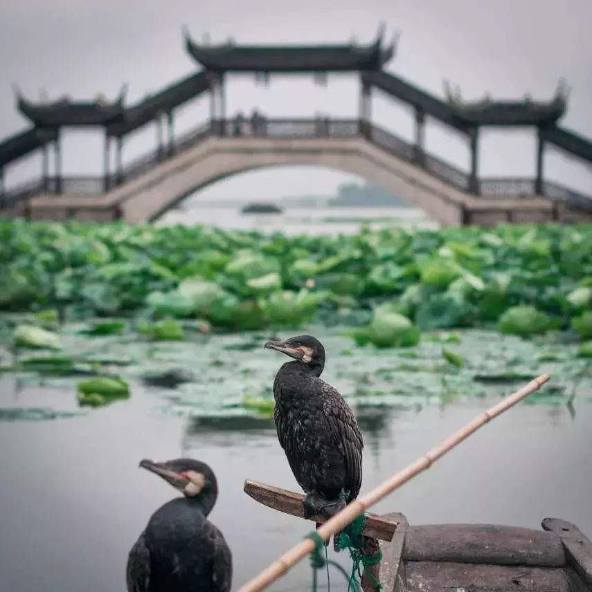 中国最有意思的县级市既是水乡界的杠把子，还有爆火的网红建筑