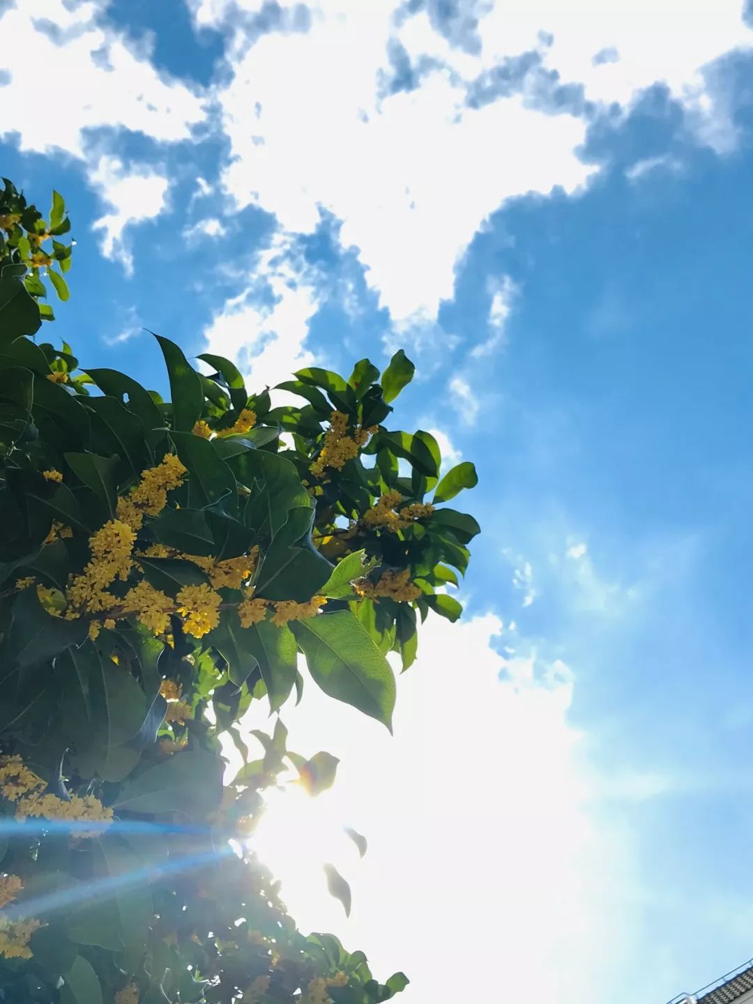 【秋色】一起逛青浦的校园，在书香中邂逅最美的秋