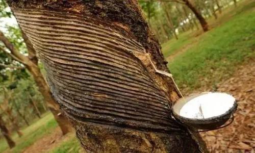 东南亚天然橡胶最新资讯,天然橡胶市场低迷的原因