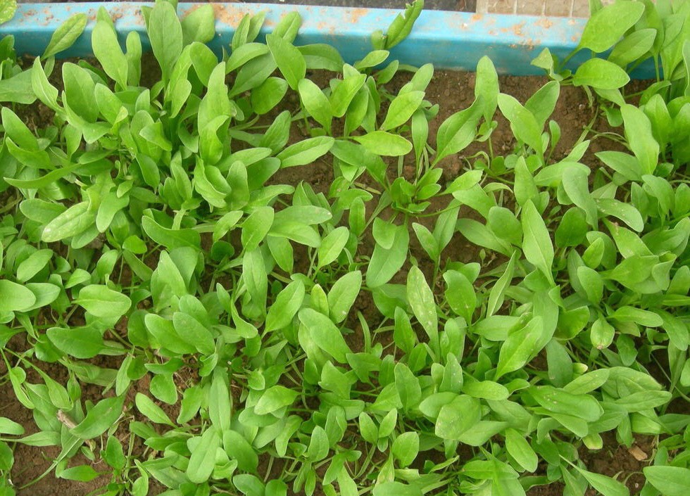 阳台种菜怎么种才能高产视频,阳台种菜方法如何把菜种好