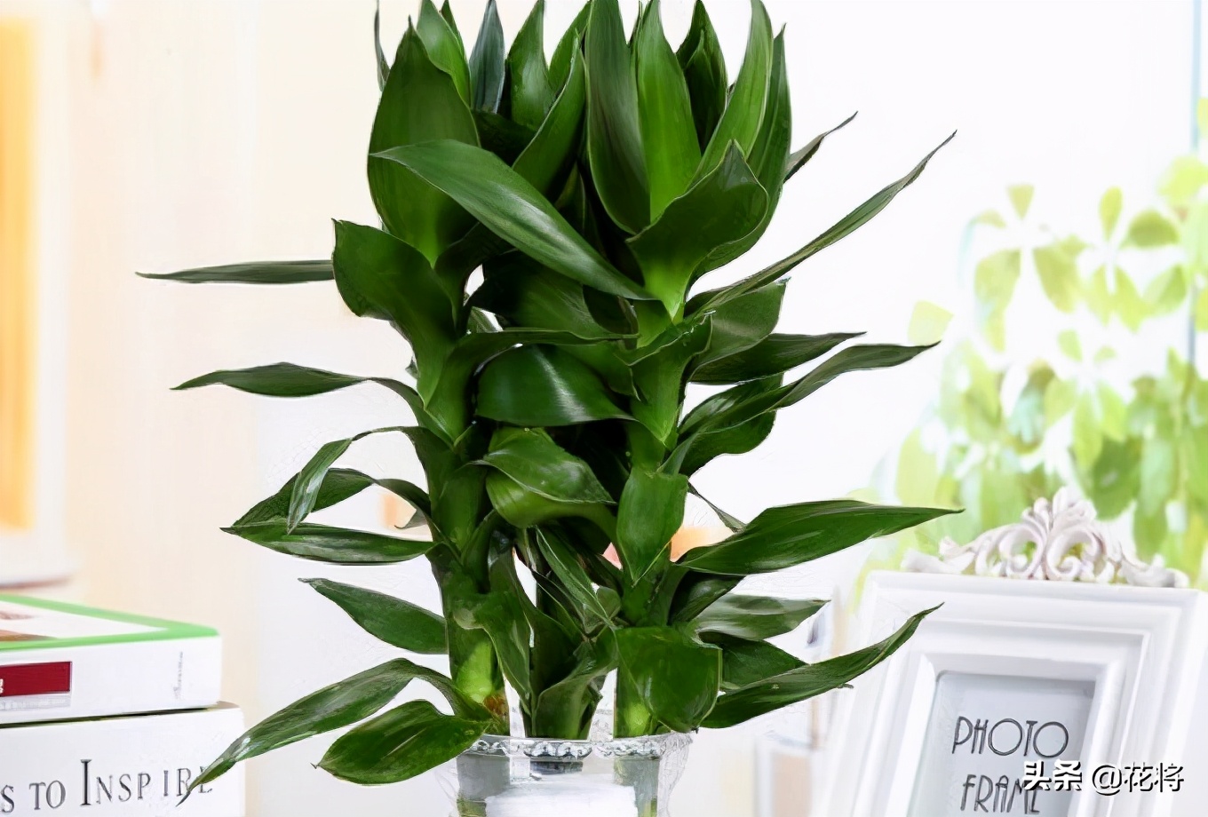 文竹叶子发黄怎么办,观音竹叶子发黄怎么办啊