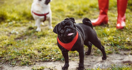养一只哈巴犬的注意事项,养哈巴狗有什么优点和缺点