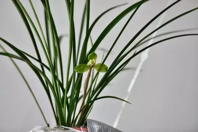 种植兰花叶片有虫怎么办,兰花生病防治小妙招