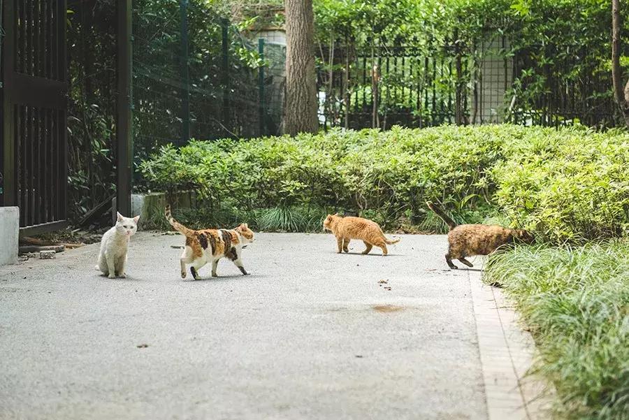 致每一位爱宠人，请了解下困难重重的TNR