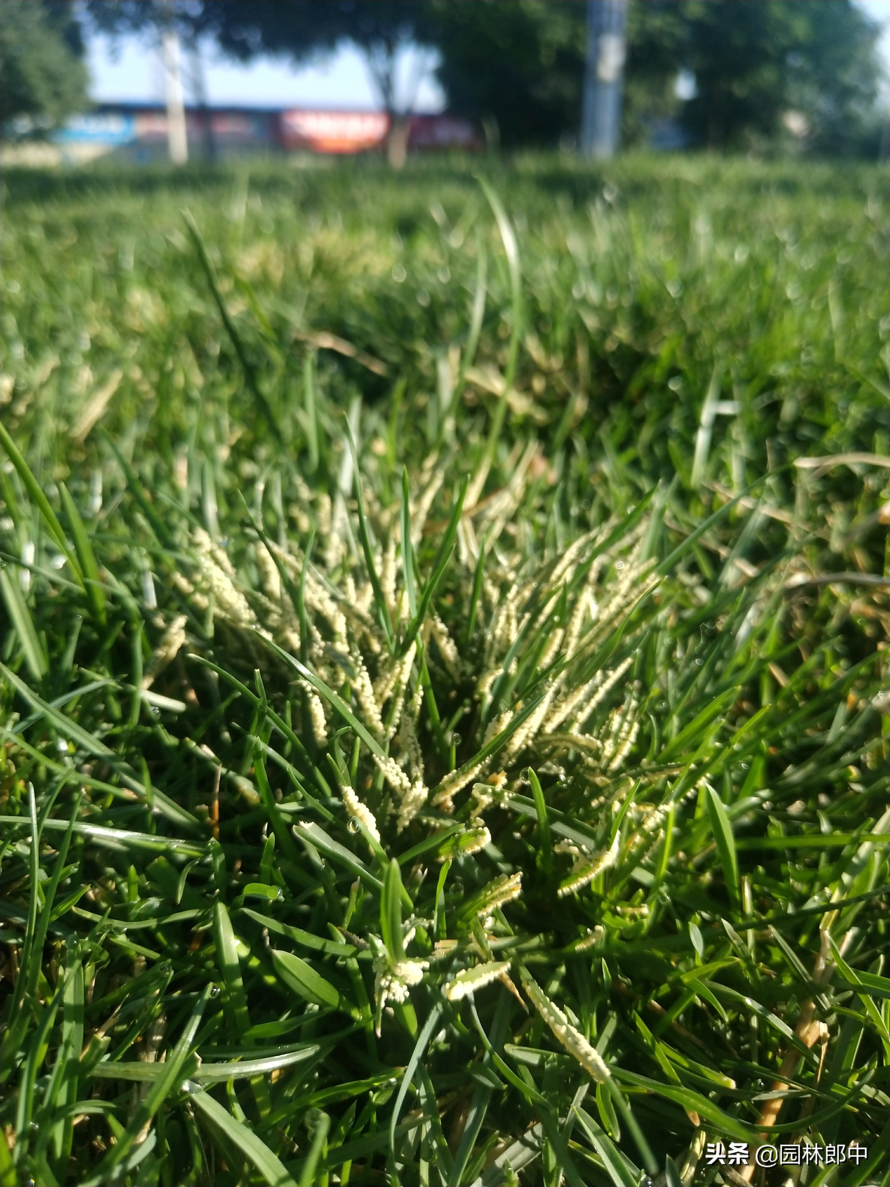 草坪灰斑病,草坪上白色颗粒是什么