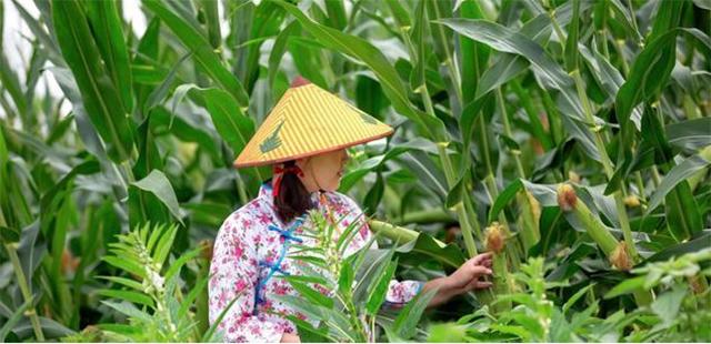 一头死猪牵出24具女尸案完整,一头死猪牵扯出24条命案