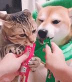 山海经中以乳为目以脐为口的怪物,山海经搞笑图片