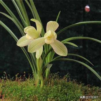 为什么兰花被称为国兰,为什么兰花又叫国兰