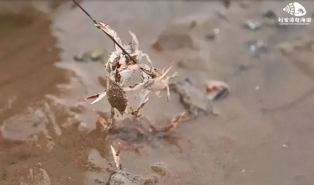 赶海吃各种爆辣的海鲜,好嗨哟赶海抓海鲜