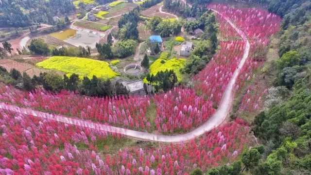 半个月后成都即将美翻全国，17处美景玩转整个春天！