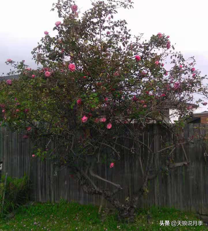怦然心动的万人迷月季,原来从它而来(终篇)