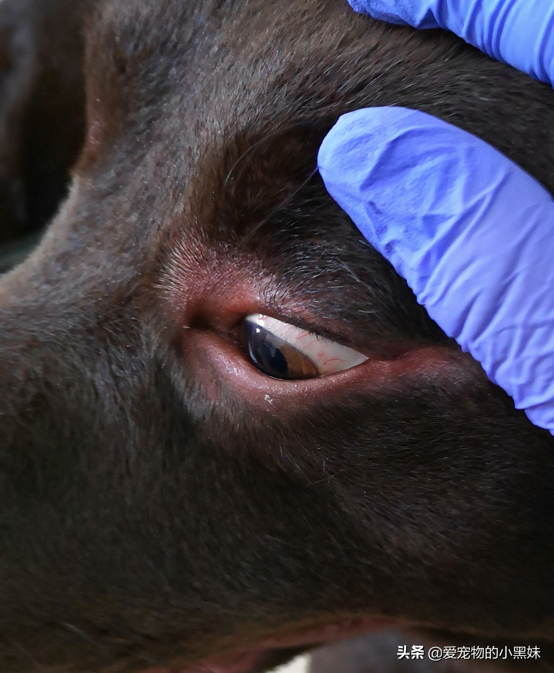 犬*麻疹荨**和血管性水肿是啥？狗狗为什么脸肿？这其实是过敏反应