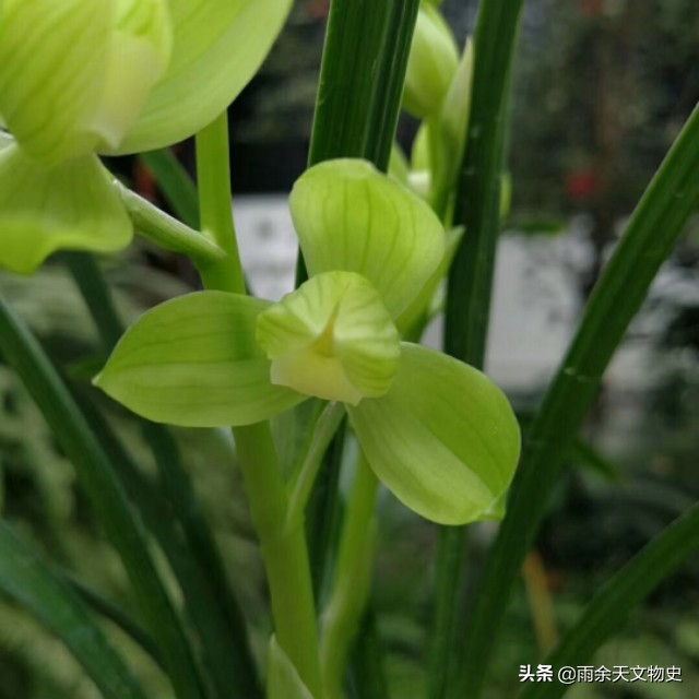 春剑中透兰花名品,春剑大富贵兰花