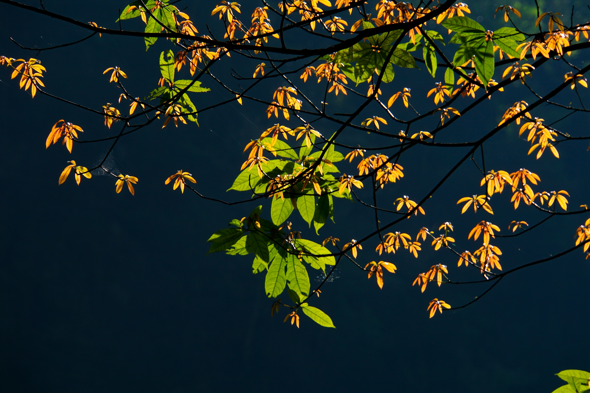 彭水爱情治愈系,爱情治愈胜地是哪里