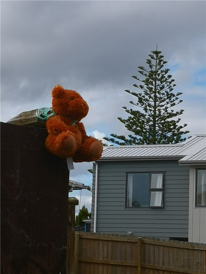 新西兰宅居第五天