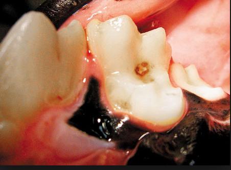 小狗口腔有臭味是怎么回事,小狗闻到气味一直叫