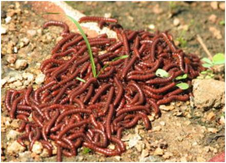 大量的马陆泛滥成灾如何药物杀灭,家庭灭马陆虫的办法