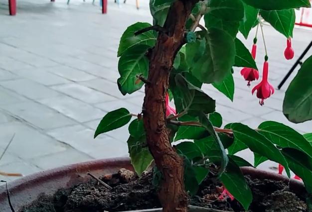 倒挂*钟金**招飞虫?花姐给你说一招,驱虫、养护两不耽误