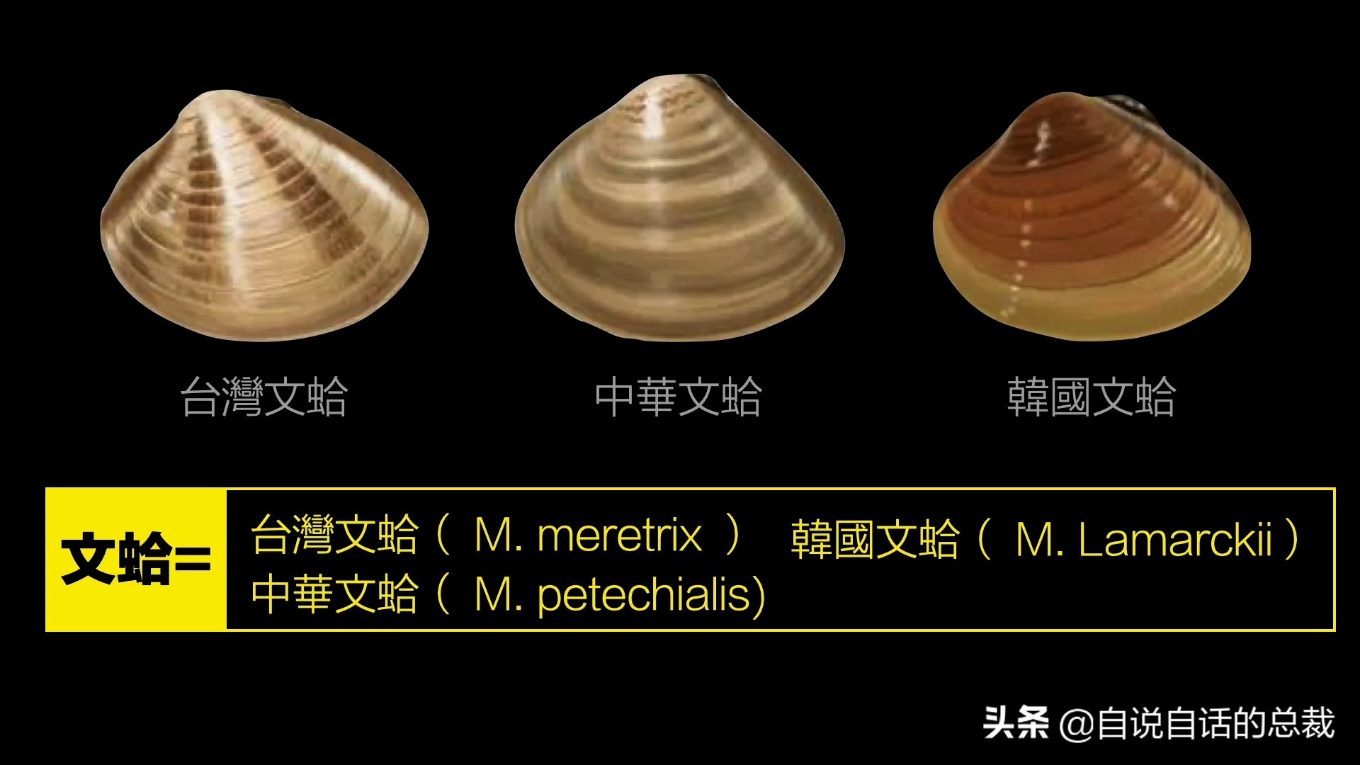 蚬蚌蛏的区别是什么,蚶子蛤蜊蚬子区别