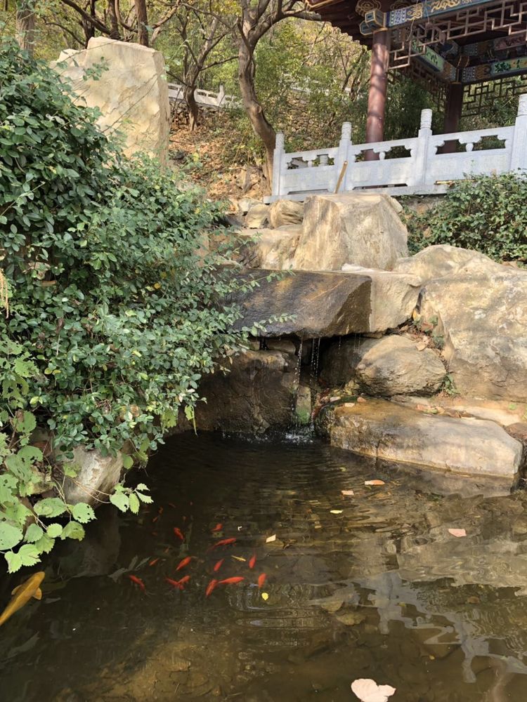 临沭冠山银杏树,临沭冠山道教