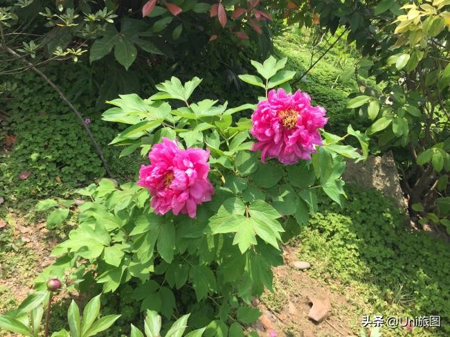 海外华人2019故乡行：去看看水漫金山的镇江金山江天禅寺，这个才是真正的金山寺，它今年真的没有被淹