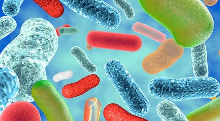 瑞士乳杆菌的健康促进作用