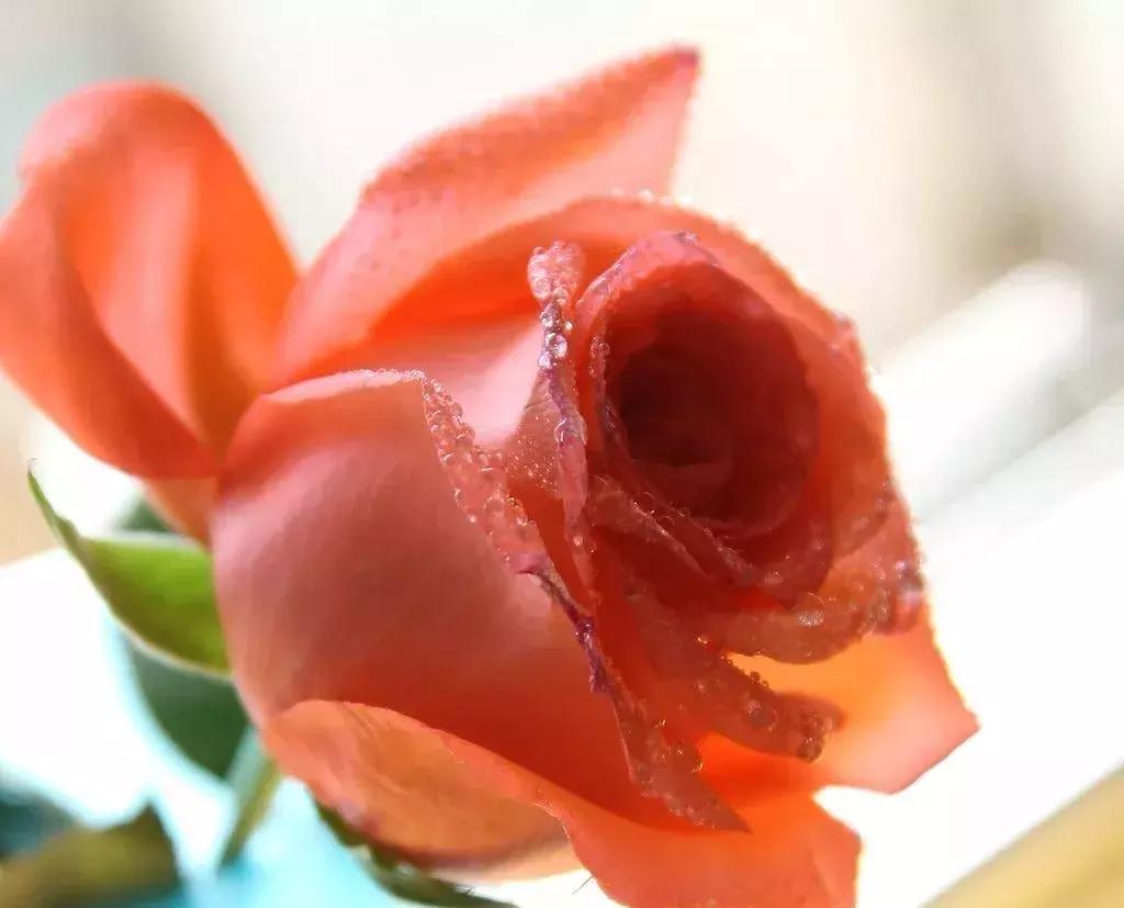 玫瑰大全|说到玫瑰只能想到红玫瑰的,建议你好看看本文!