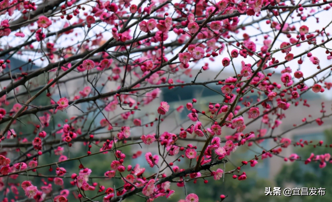 2021宜昌春季休闲农业精品线路公布！