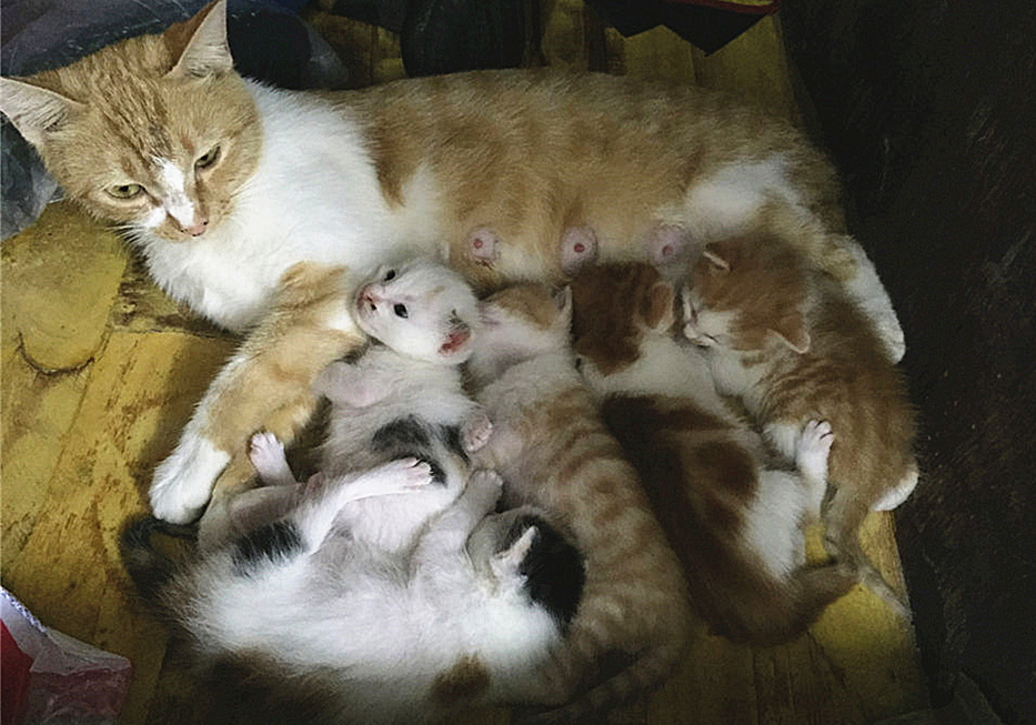 猫咪四岁可以继续养奶猫吗,猫咪多大可以离开母猫单独喂养