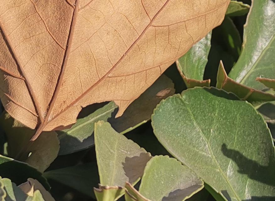 荣耀v20麒麟980多少钱,荣耀v20麒麟980还能用几年