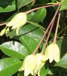 中华人民共和国野生植物保护名录,濒危保护植物名录药用植物多少种