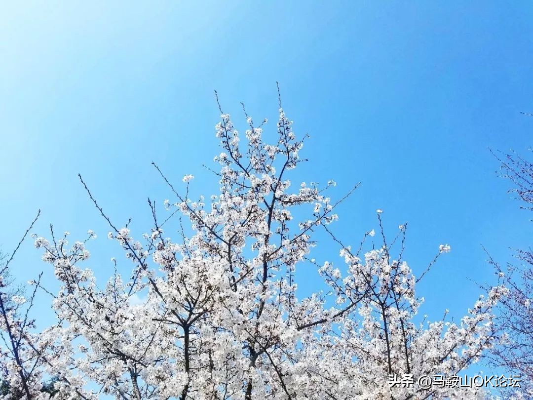 马鞍山滨江公园樱花开了吗,马鞍山雨山樱花