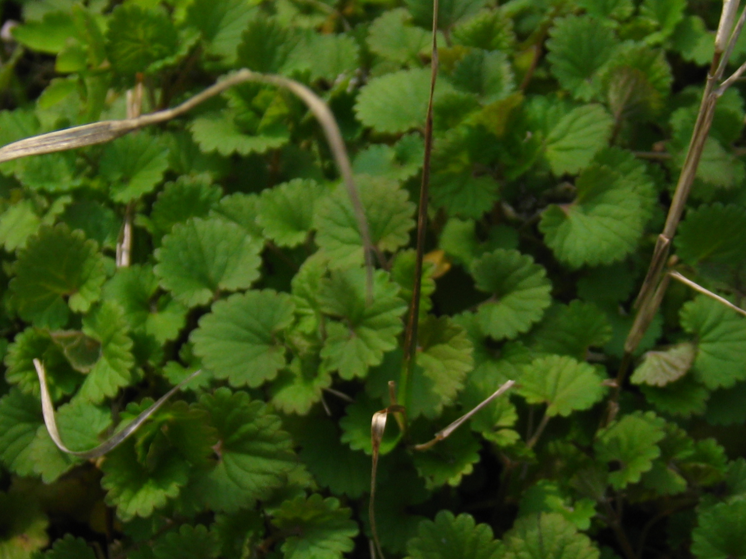 活血丹的讲解,武汉话120集