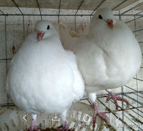 如何养好鸽子和家鸽,怎样养好鸽子视频