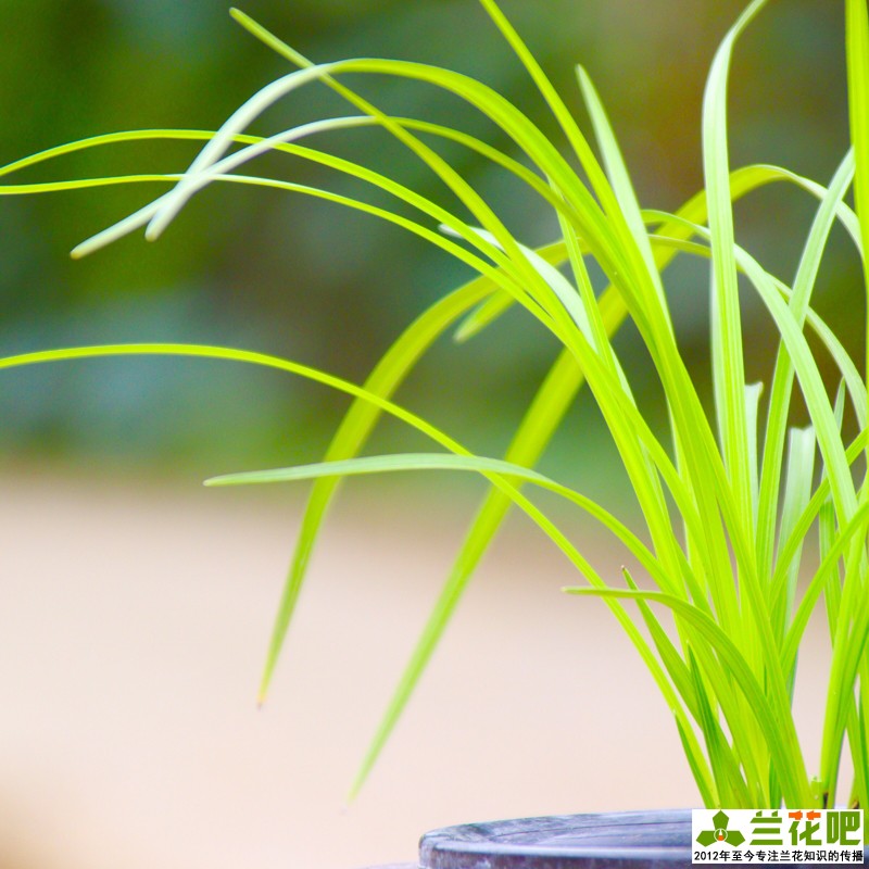 栽培兰花为什么要注意通风,在阳台养兰花湿度和通风怎样掌握